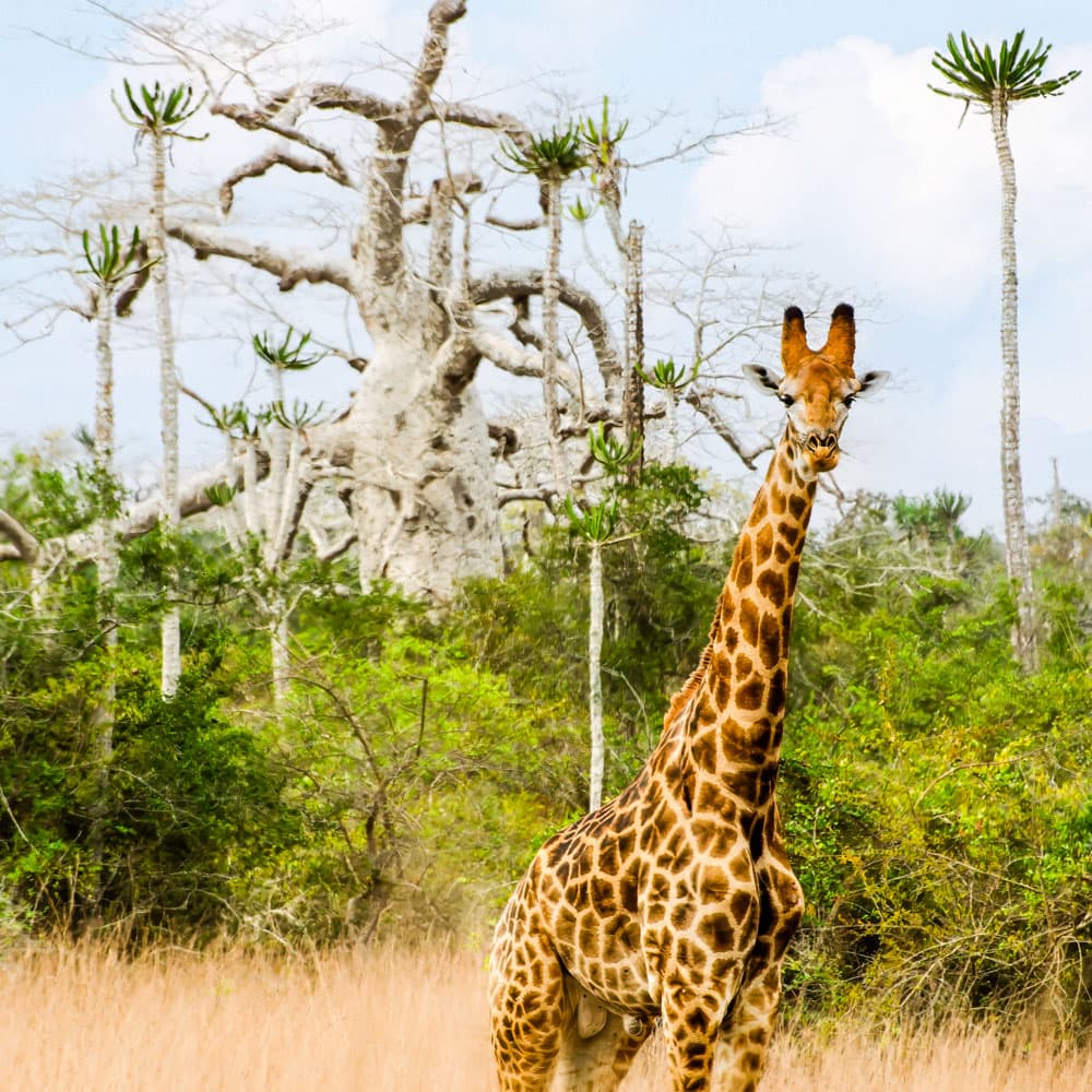 Kissama National Park — 