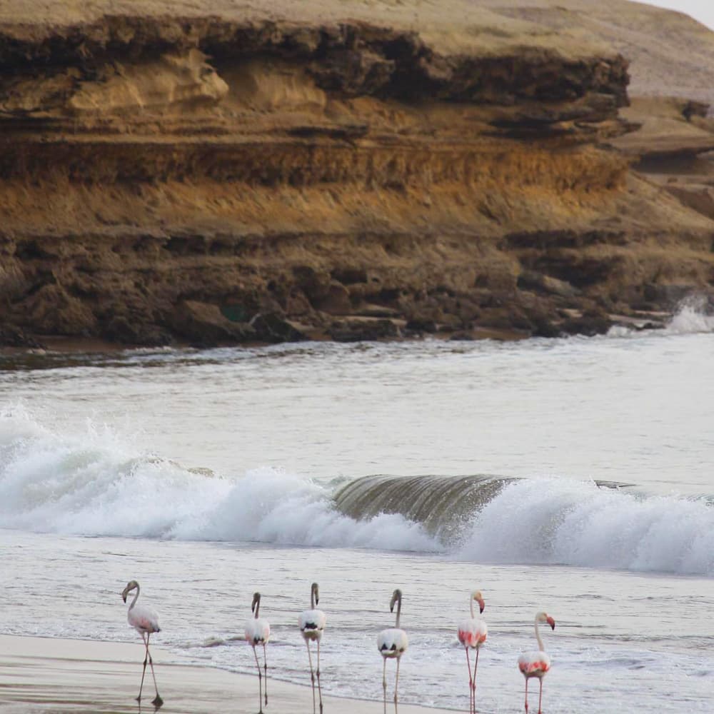 Flamingo Lodge — 