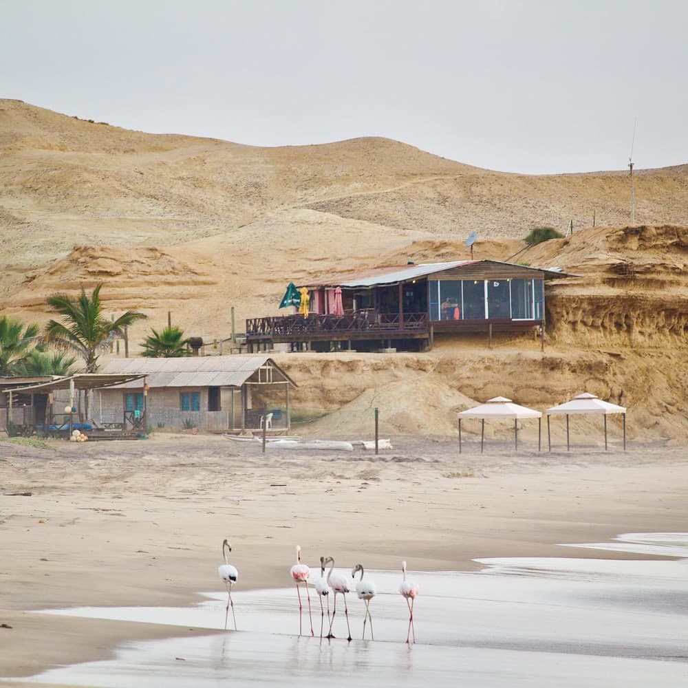 Flamingo Lodge — 