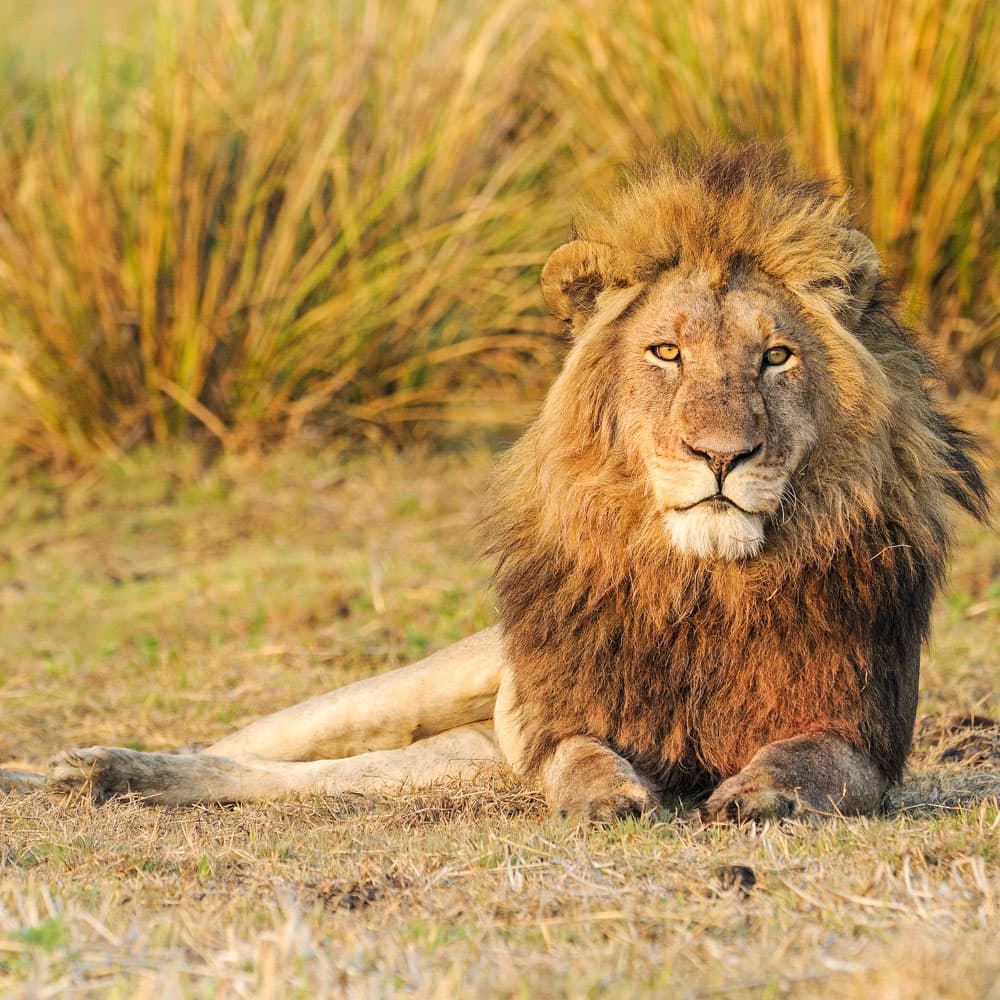 Busanga Plains — Zambia, Africa