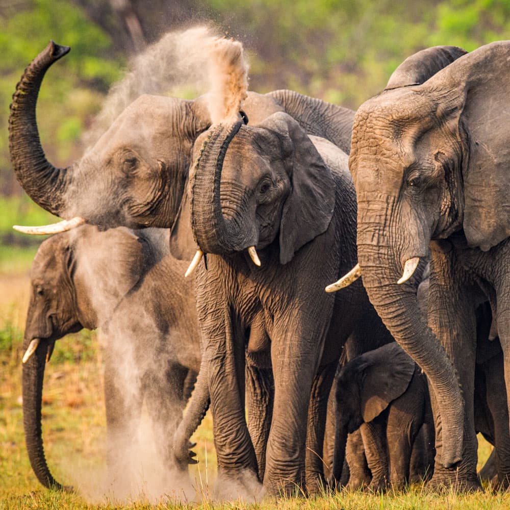 Busanga Plains — 