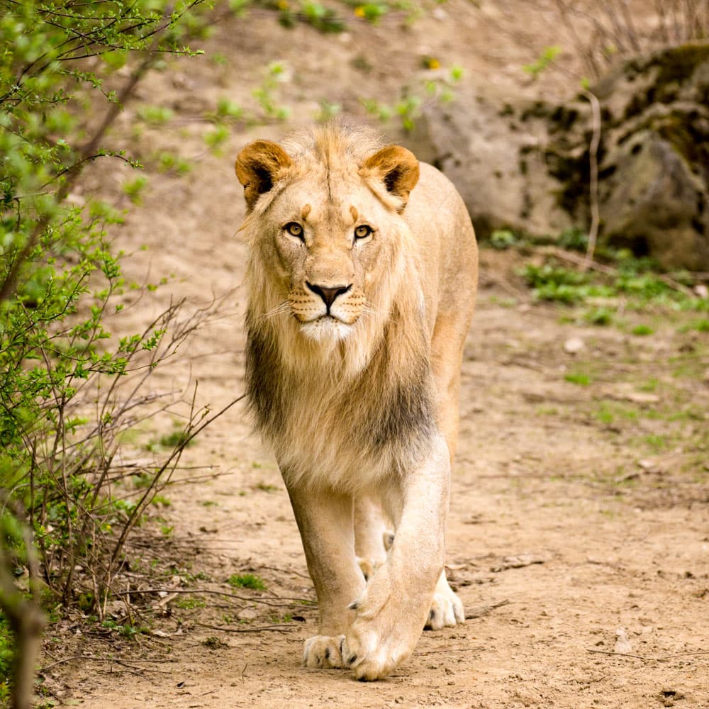 Kafue National Park — Zambia, Africa
