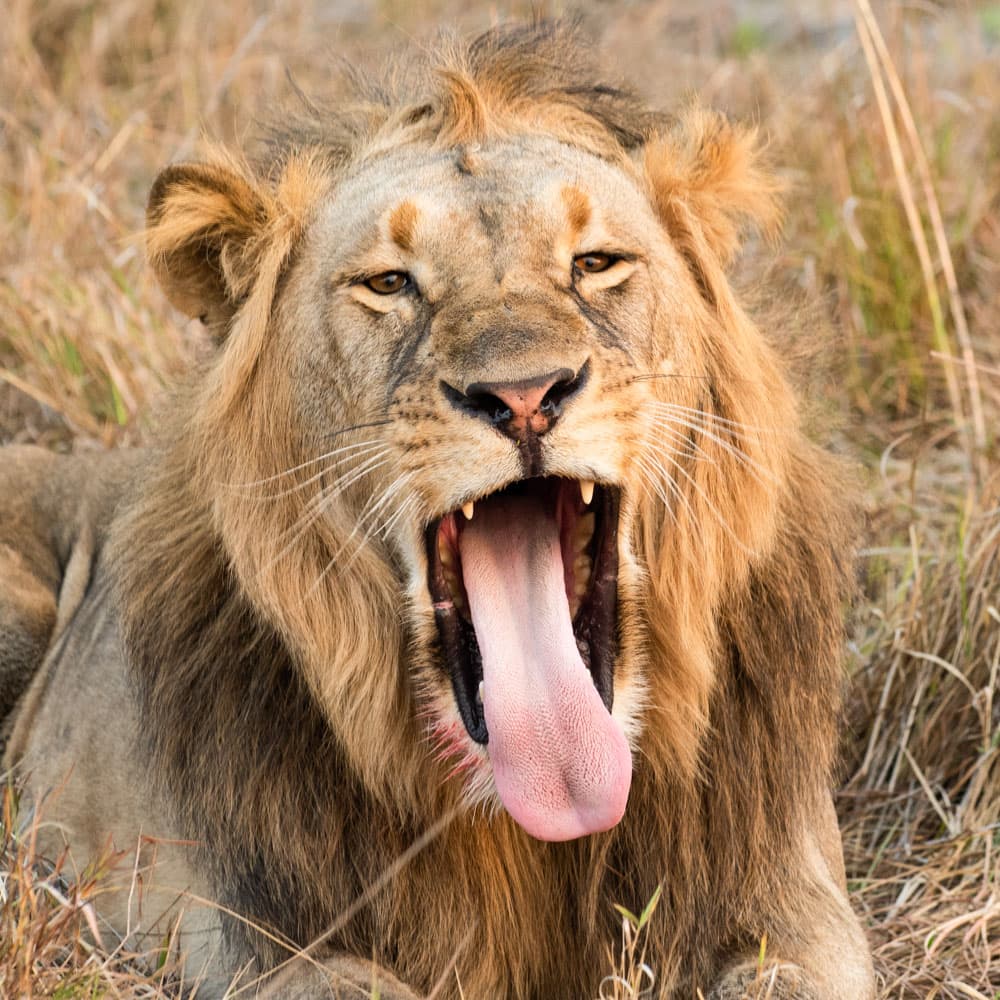 Kafue National Park — 