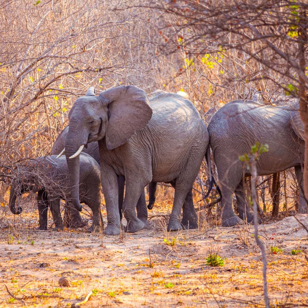 Kafue National Park — 