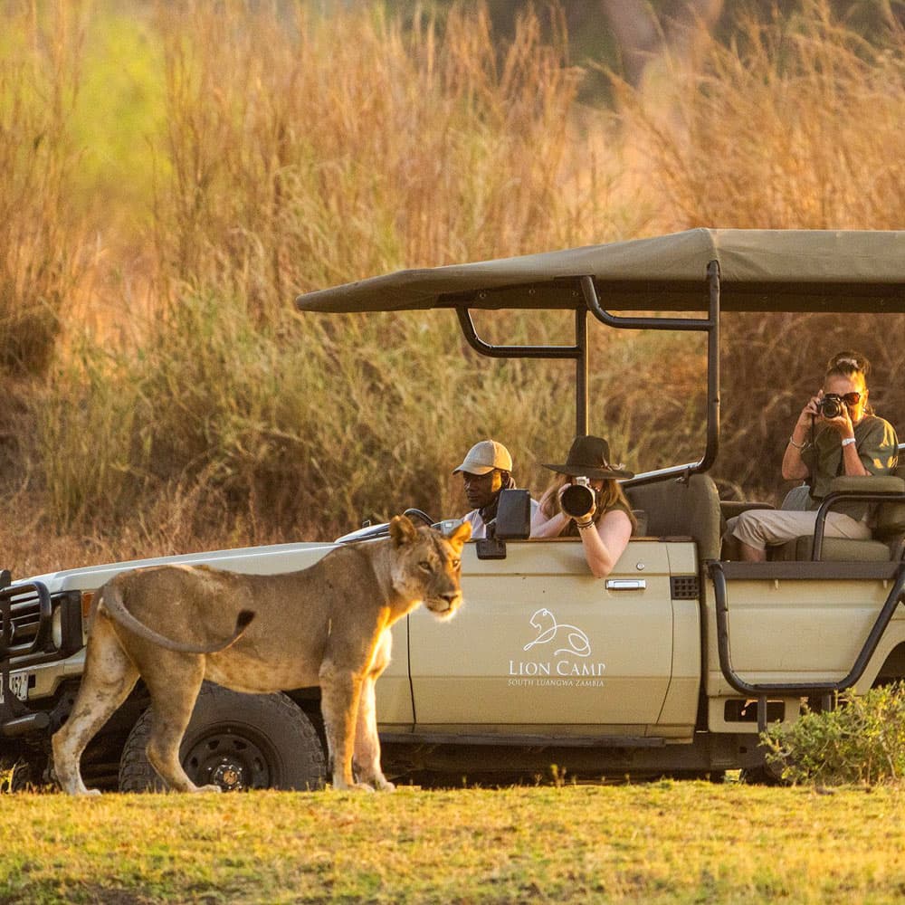 Lion Camp — 