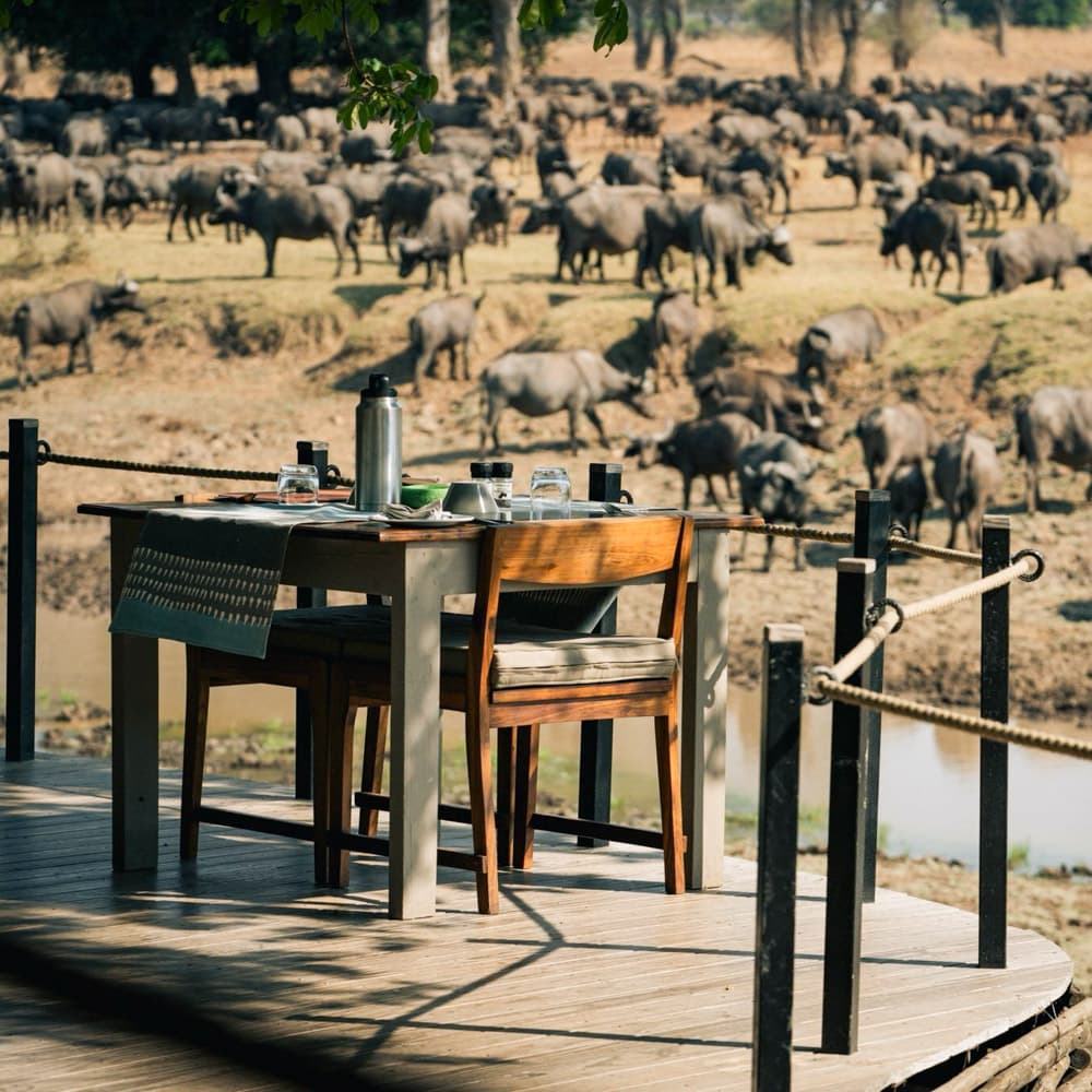 Lion Camp — 