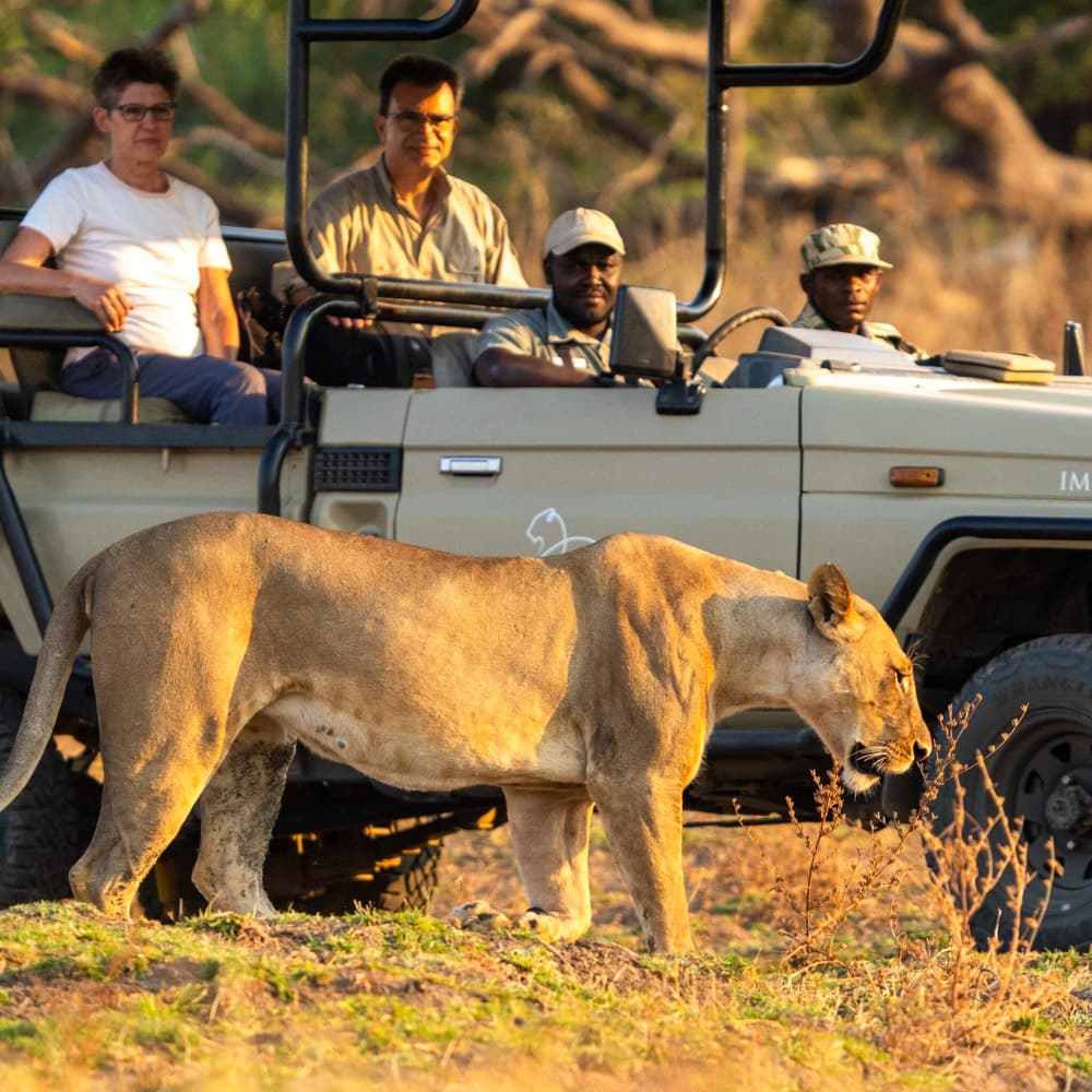 Lion Camp — 