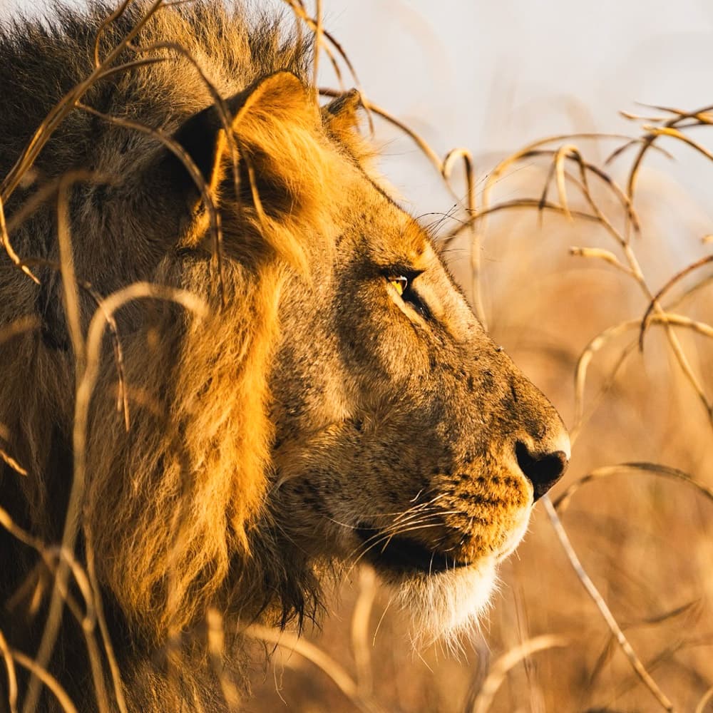 Lion Camp — 