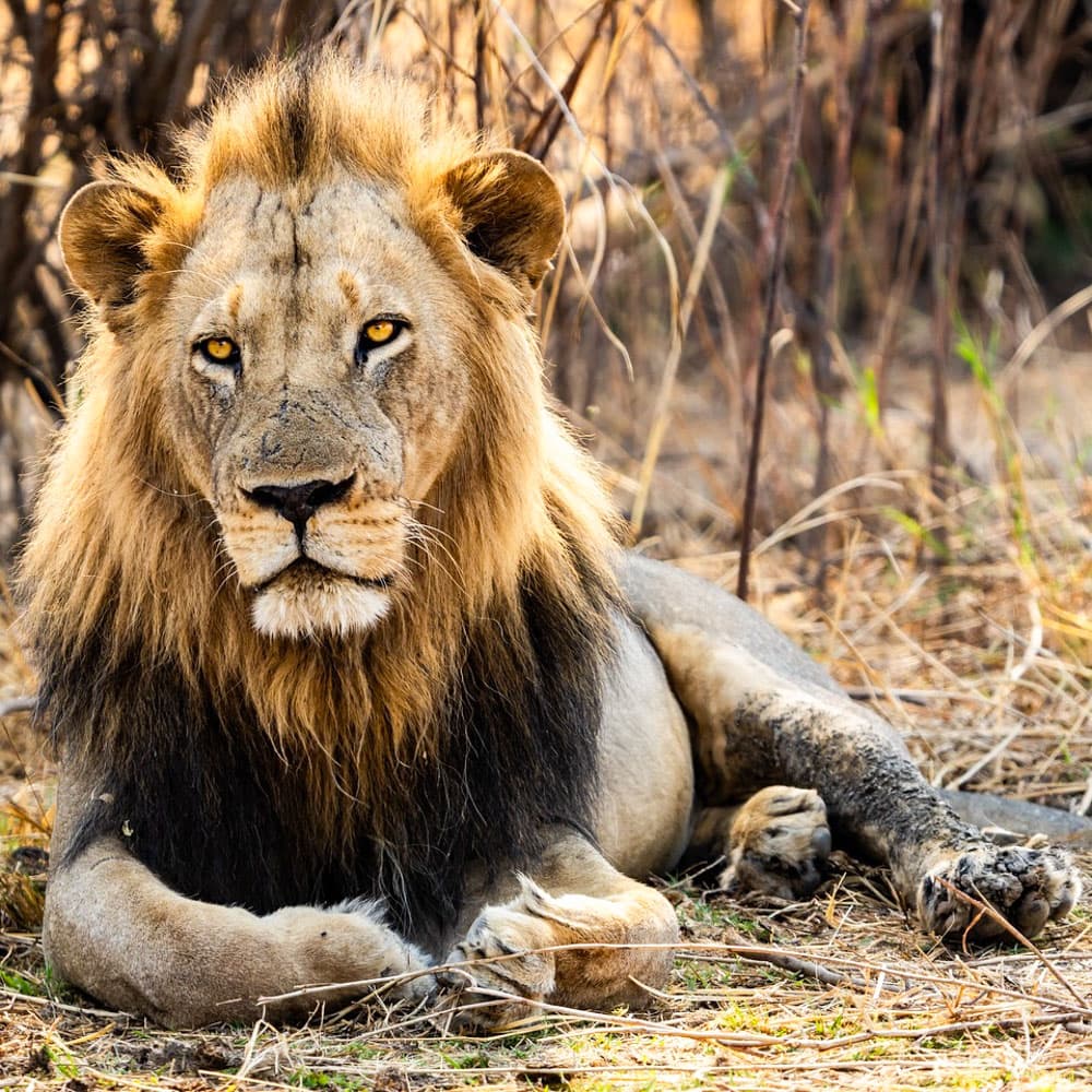 Lion Camp — 