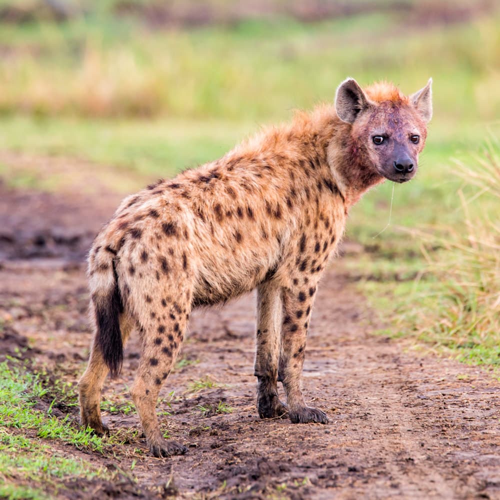 Liuwa Plain National Park — Zambia, Africa