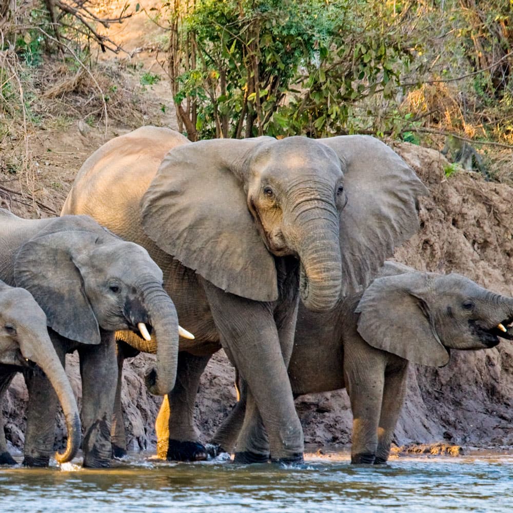 Lower Zambezi National Park — 