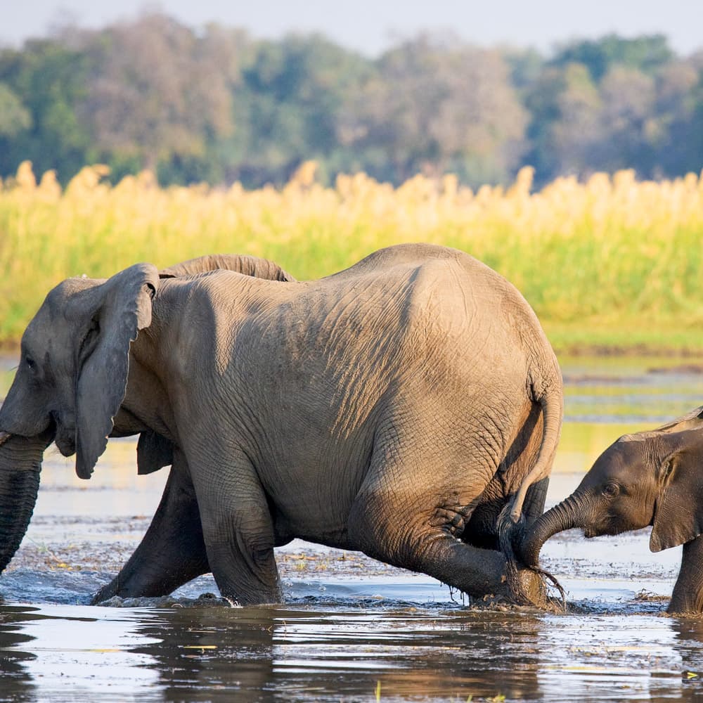 Lower Zambezi National Park — 
