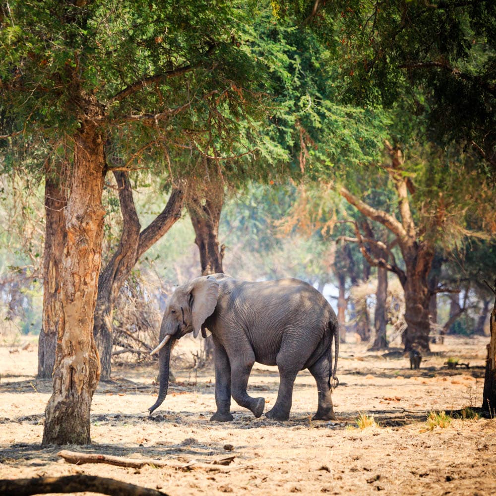 Lower Zambezi National Park — 