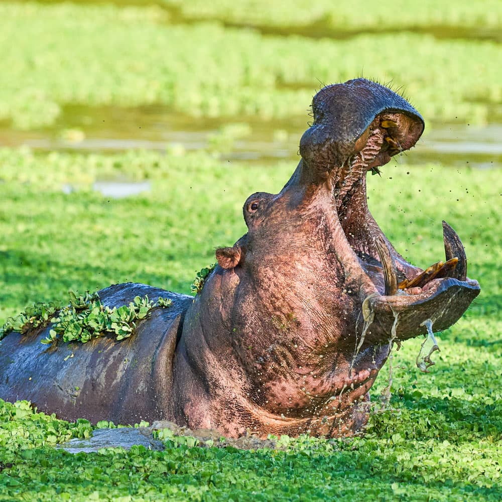 Luangwa River — Zambia, Africa