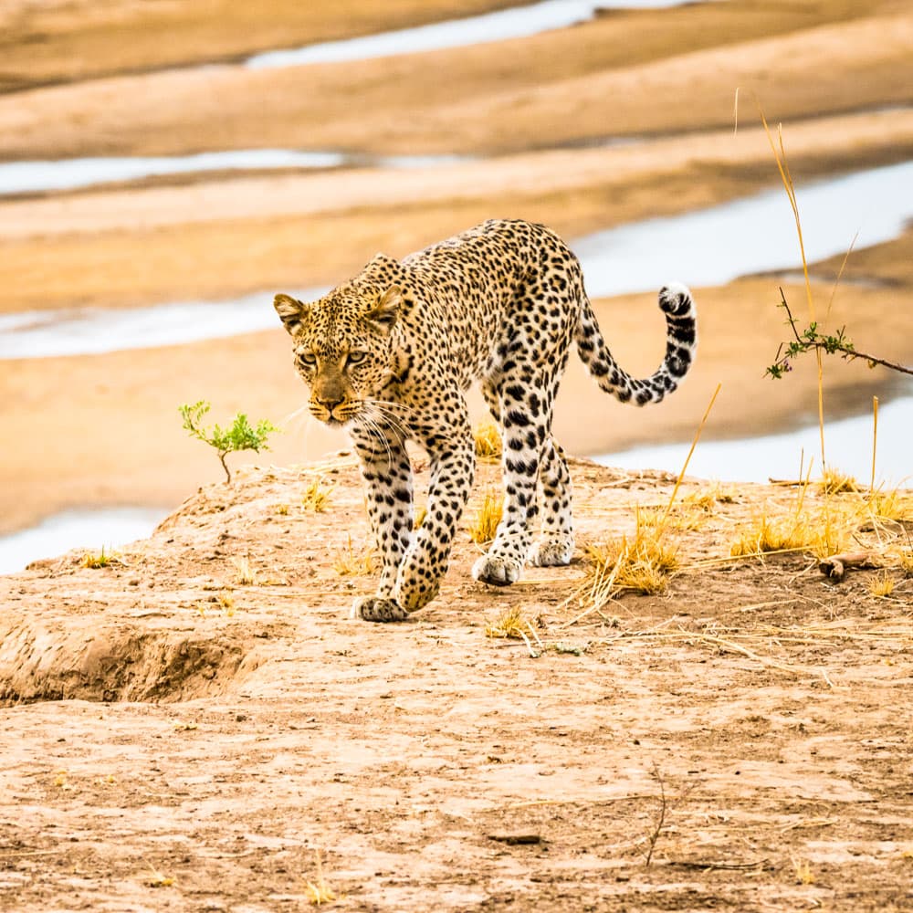 Luangwa River — 