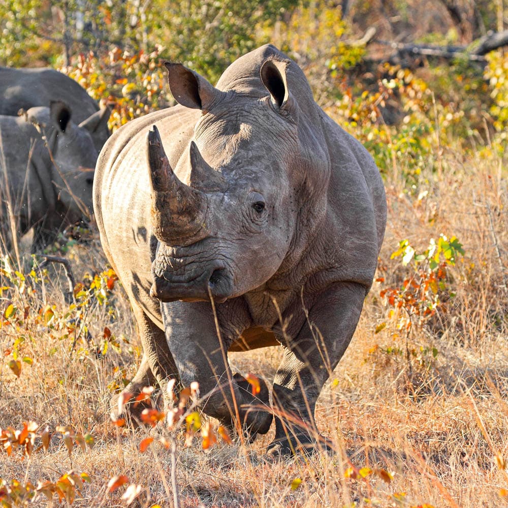Mosi-oa-Tunya National Park — Zambia, Africa