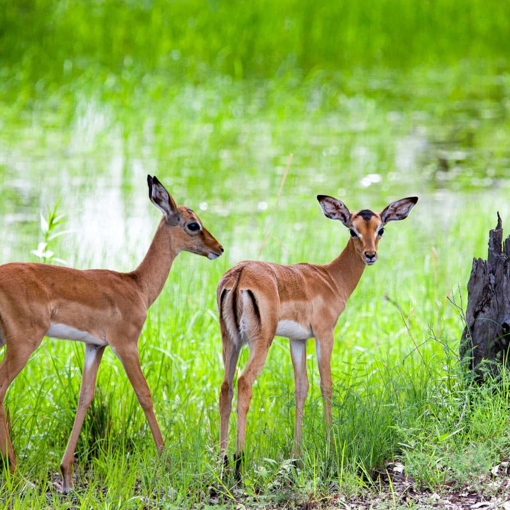 Mosi-oa-Tunya National Park — 