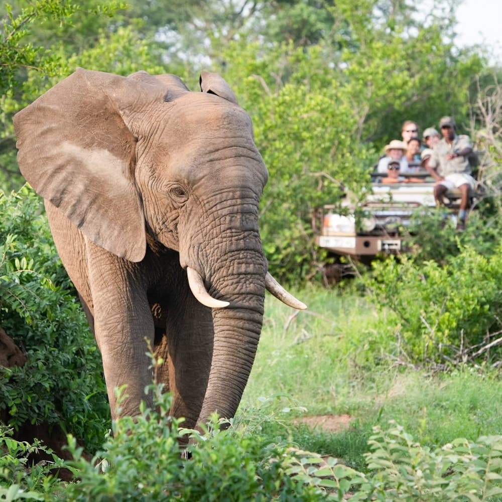 Sausage Tree Camp — Zambia, Africa