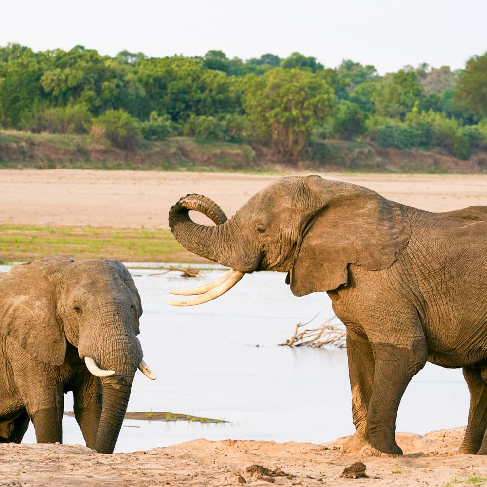 South Luangwa National Park — 