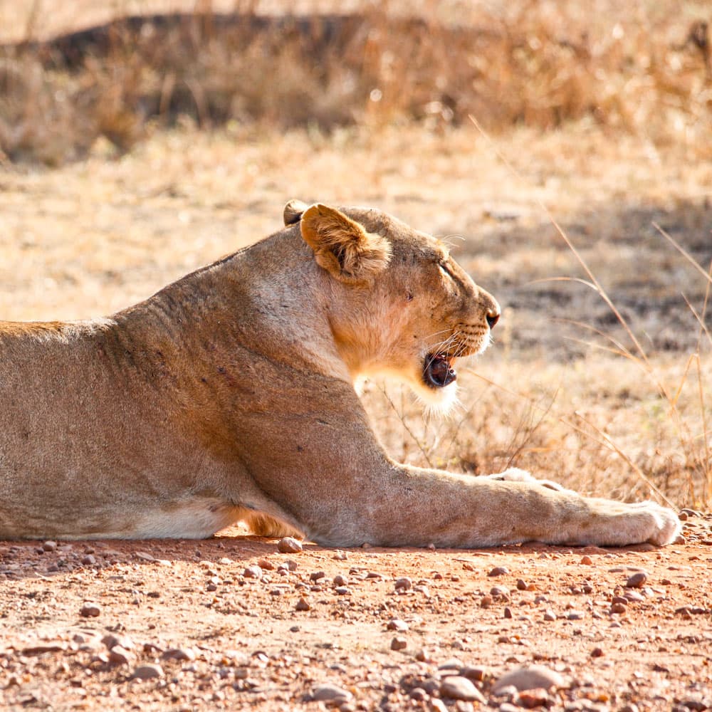 South Luangwa National Park — 