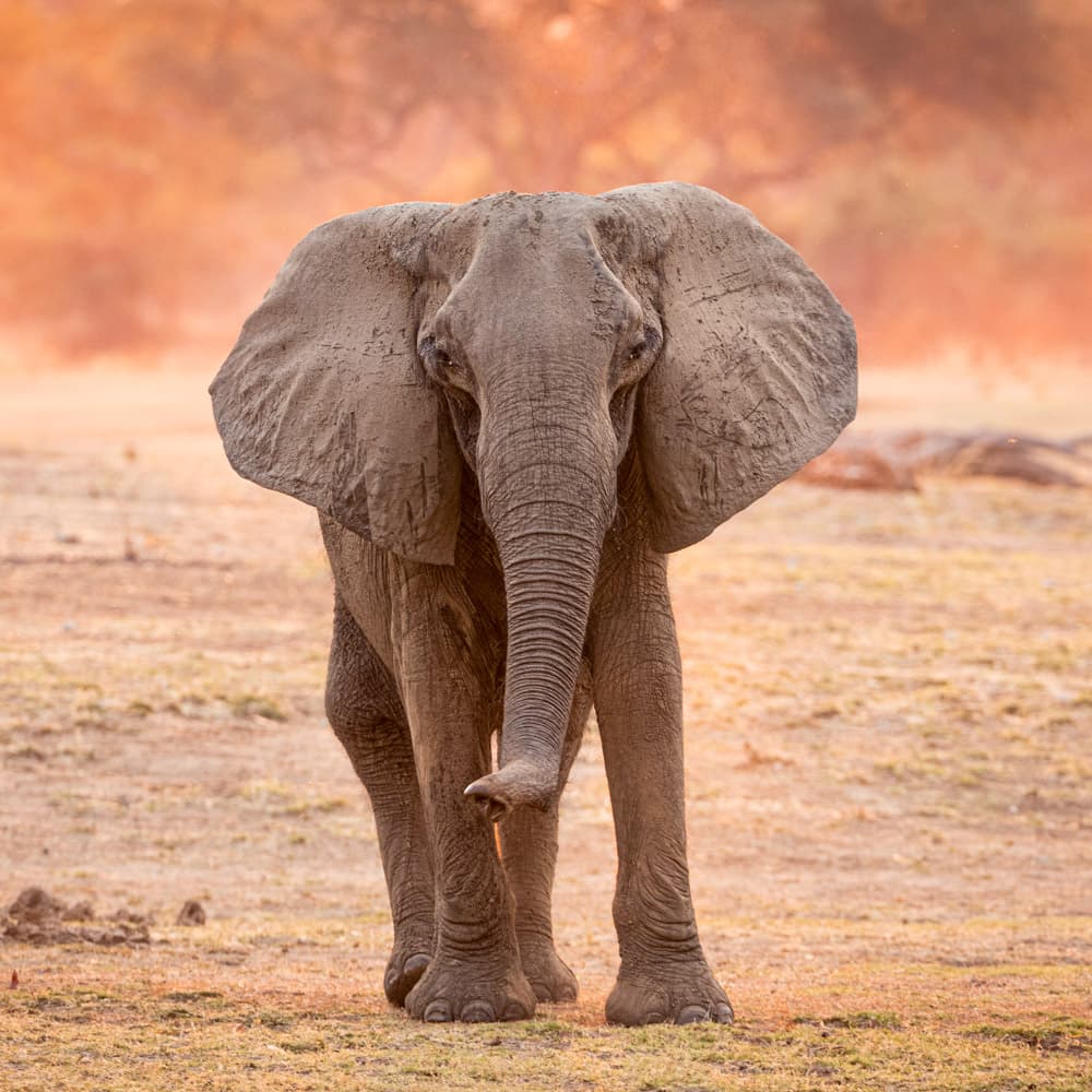 South Luangwa National Park — 