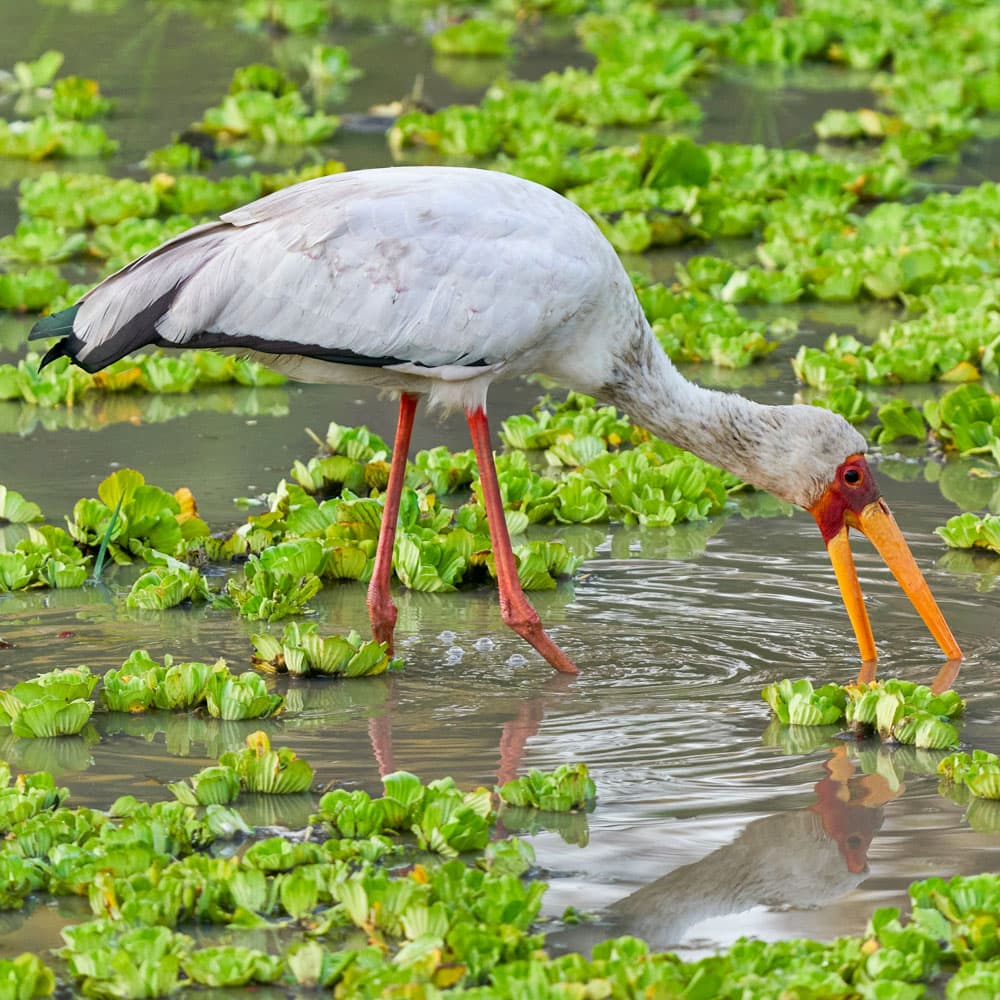 South Luangwa National Park — 