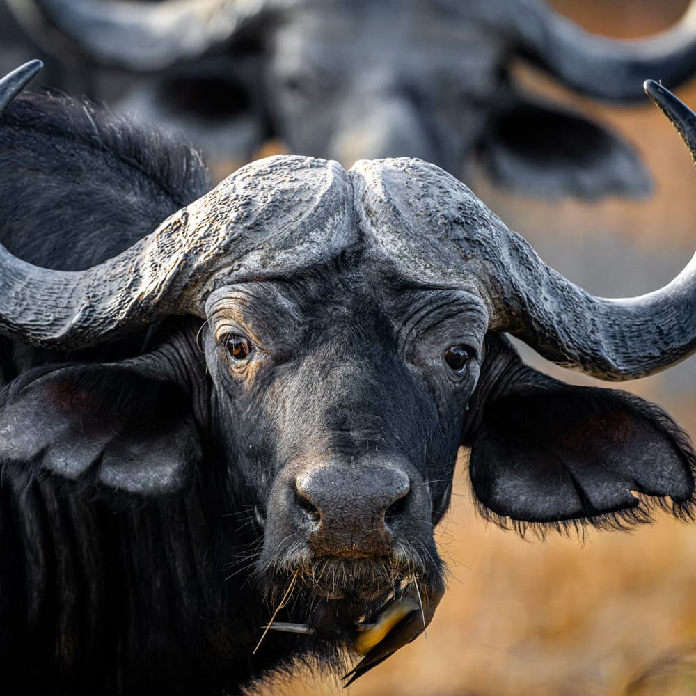 South Luangwa National Park — Zambia, Africa