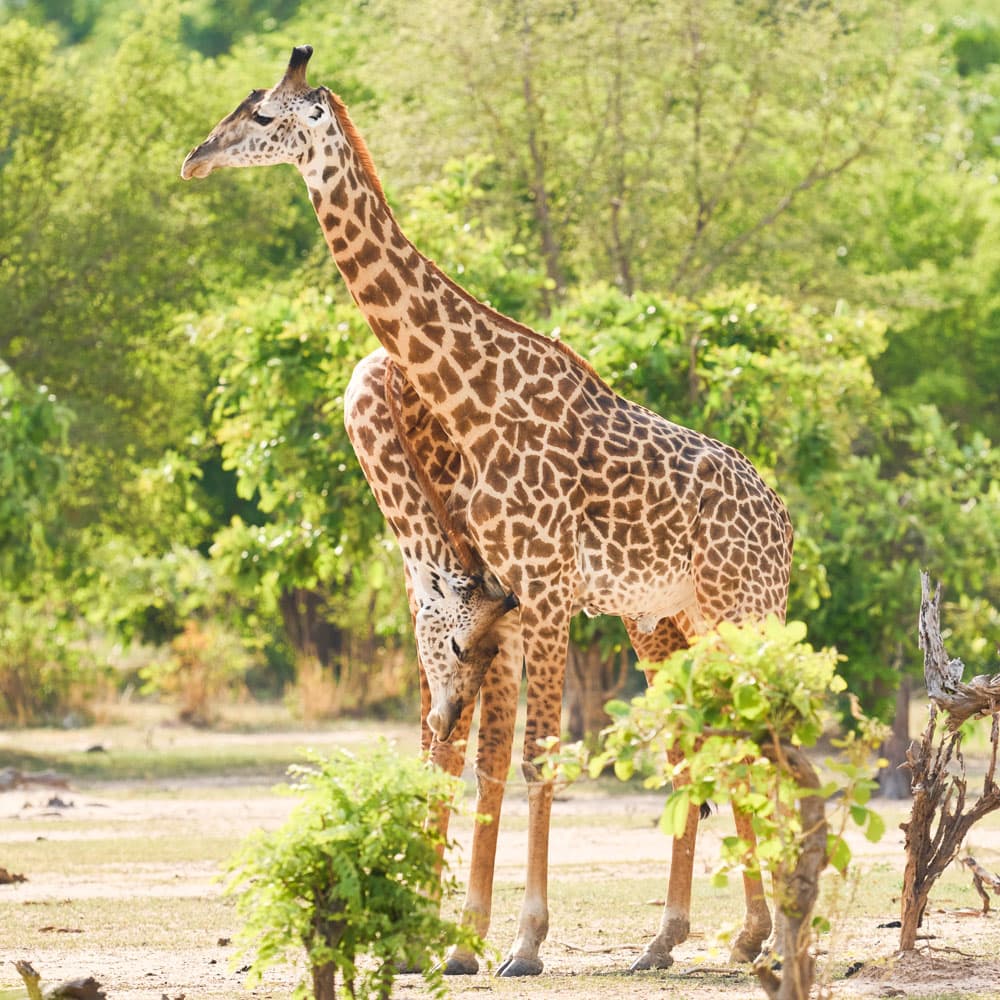 South Luangwa National Park — 
