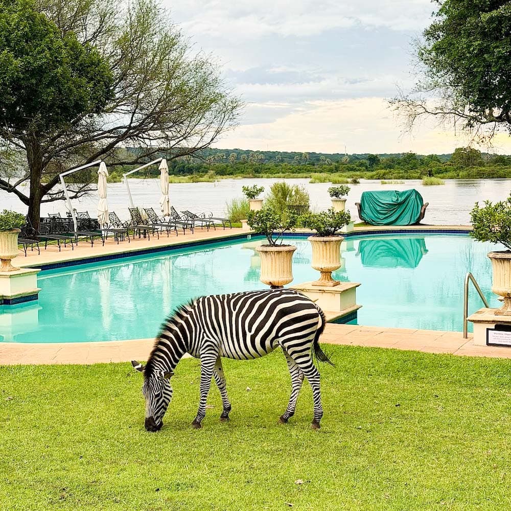 The Royal Livingstone — 