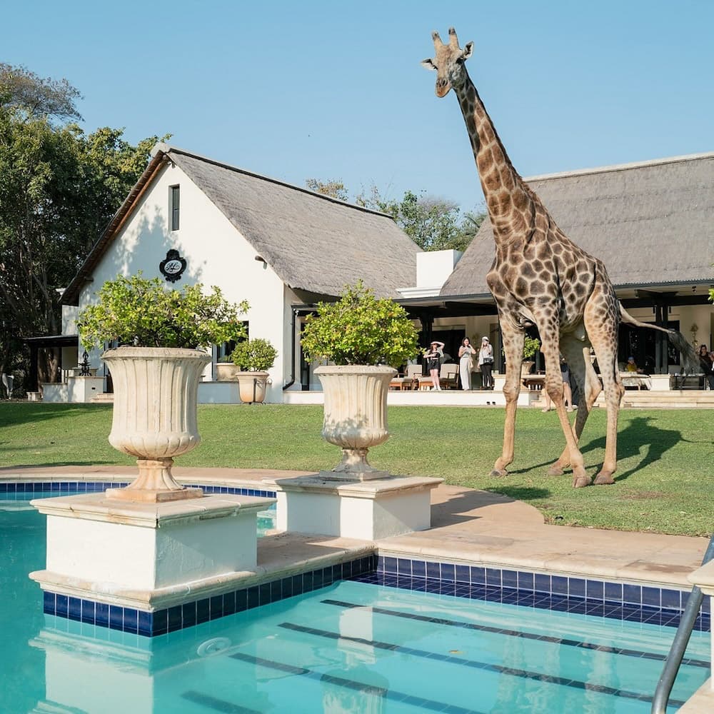 The Royal Livingstone — 