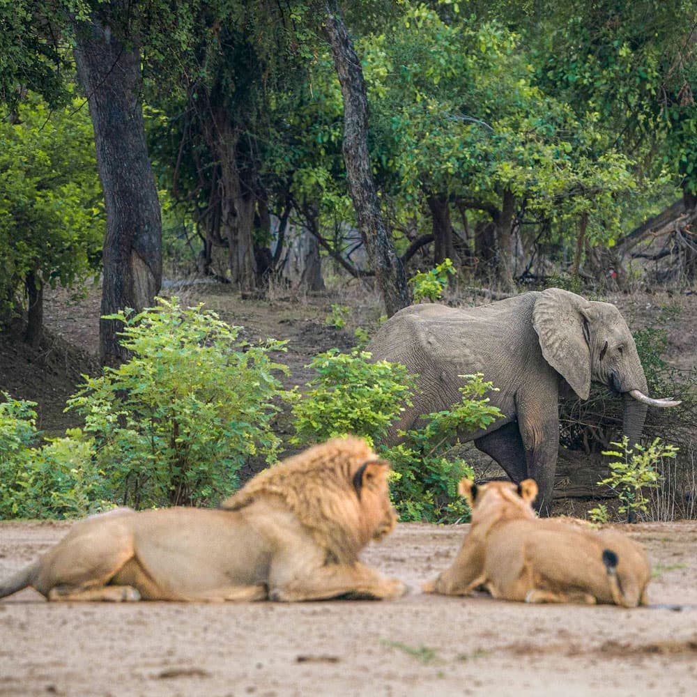 Zambezi Grande — 