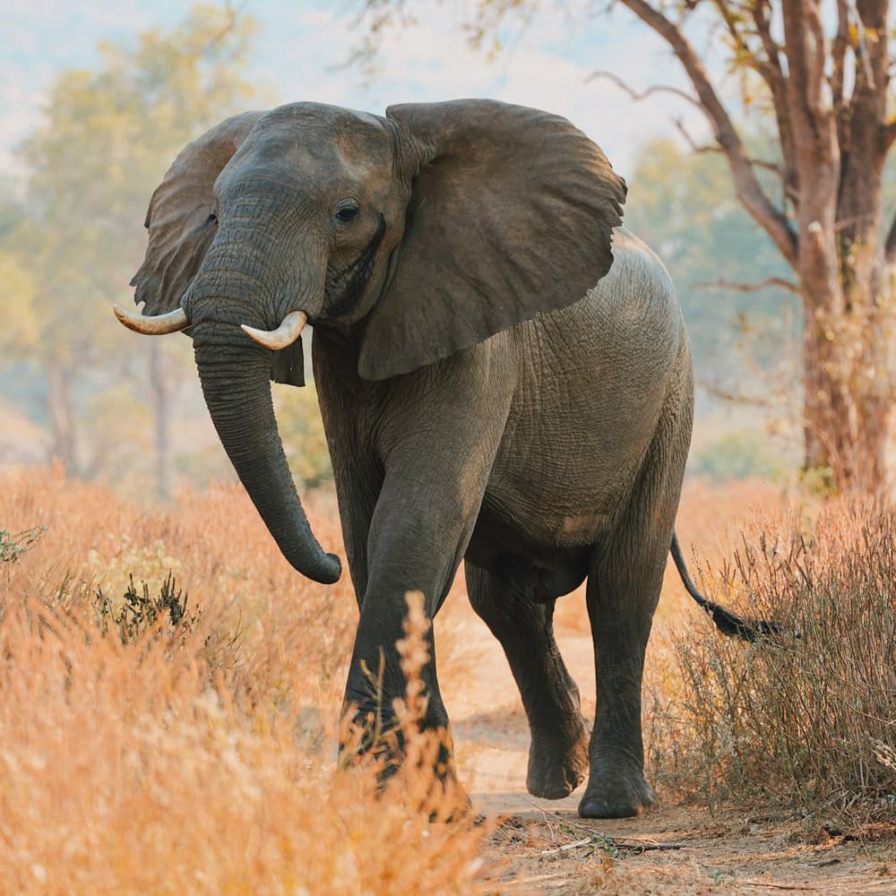 Zambezi Grande — 