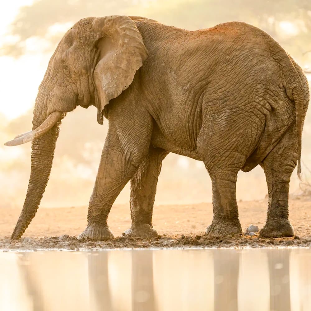 Singita Pamushana — 