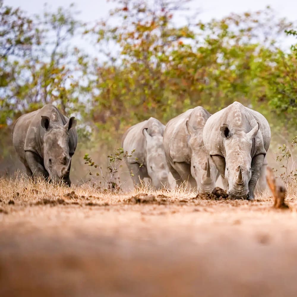 Singita Pamushana — 