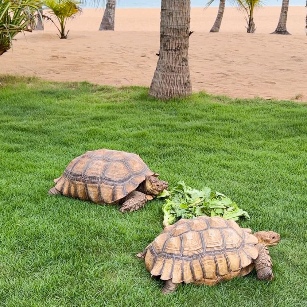 Casa del Papa Resort & Spa — 