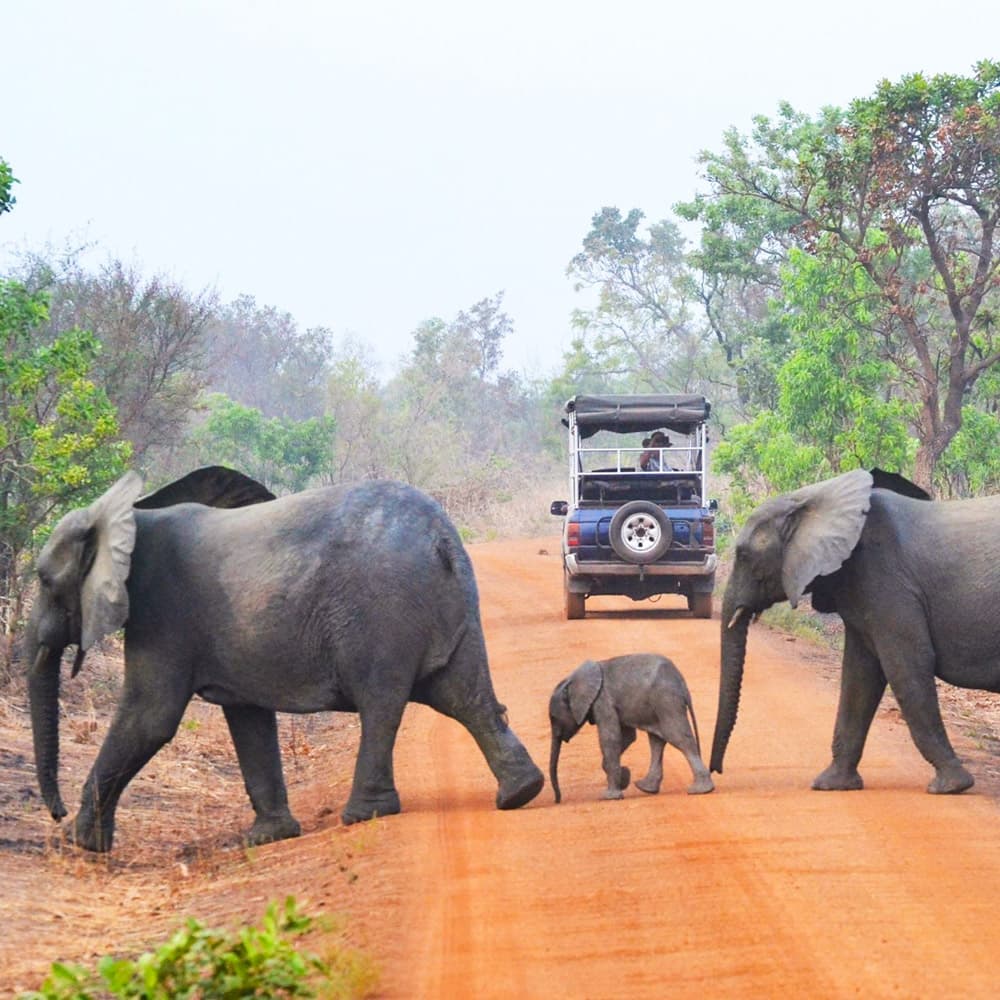 Pendjari Safari Lodge — 