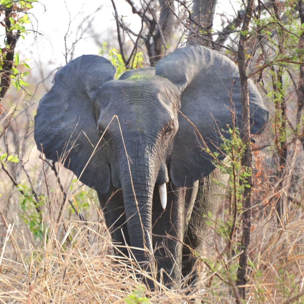 Pendjari Safari Lodge — 