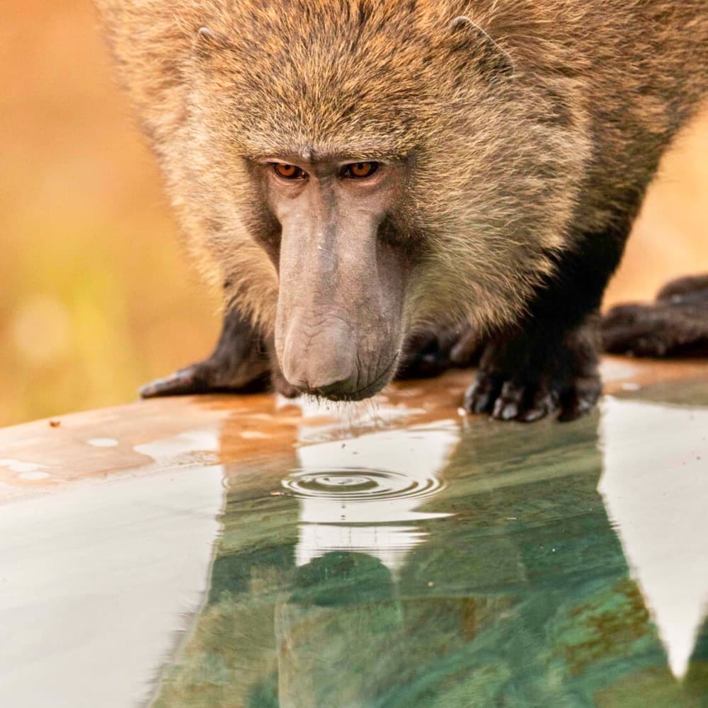 Pendjari Safari Lodge — 