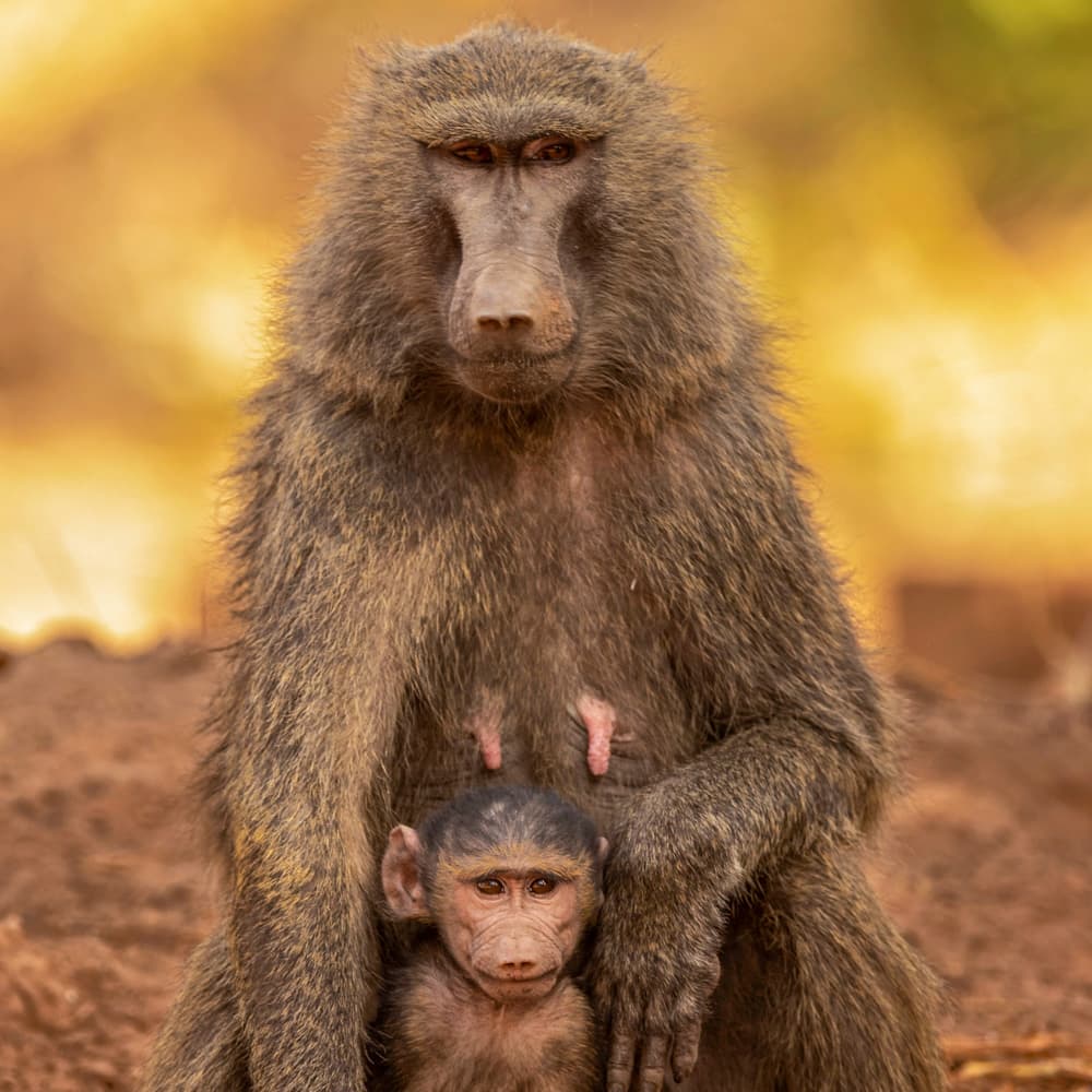 Pendjari National Park — Benin, Africa