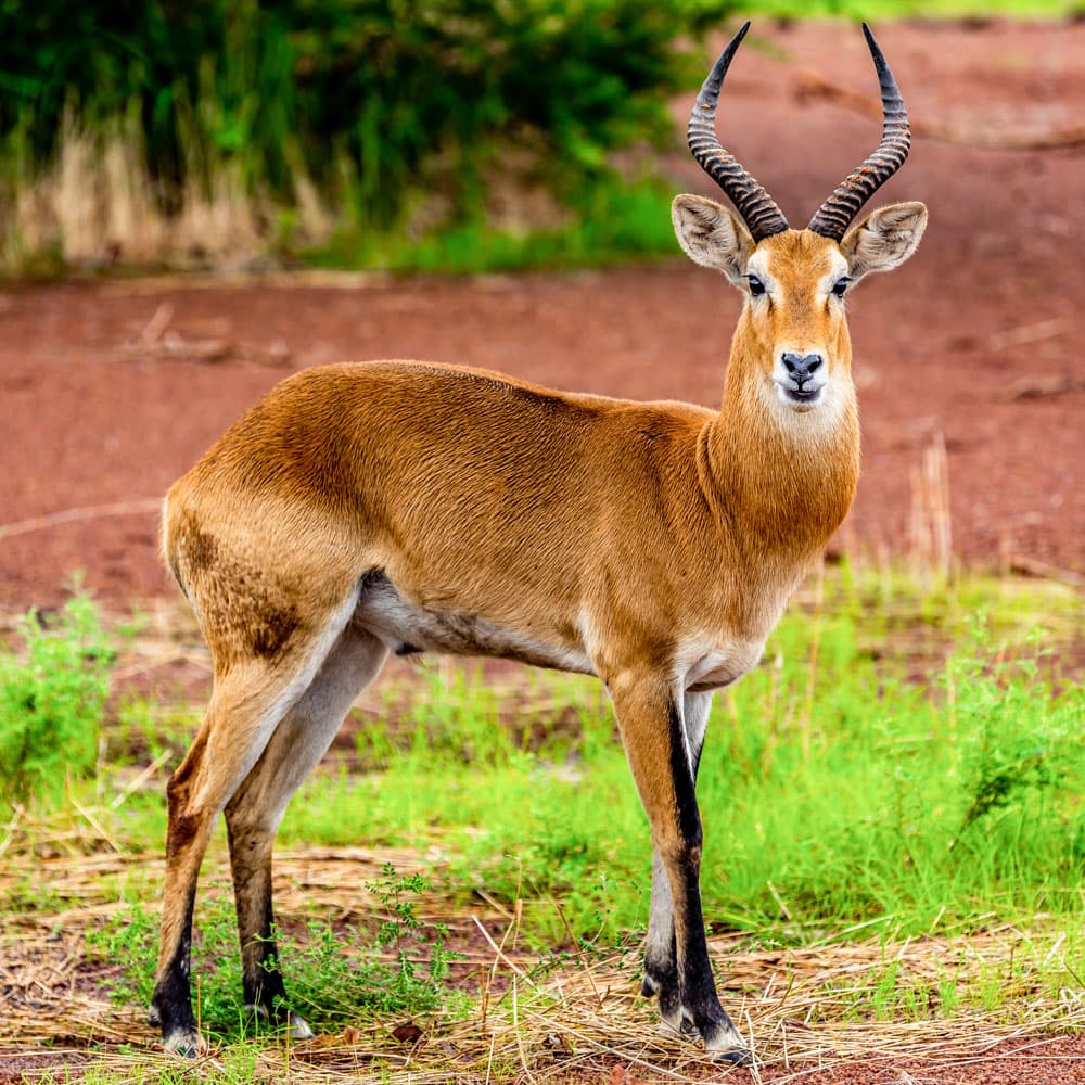 Pendjari National Park — 