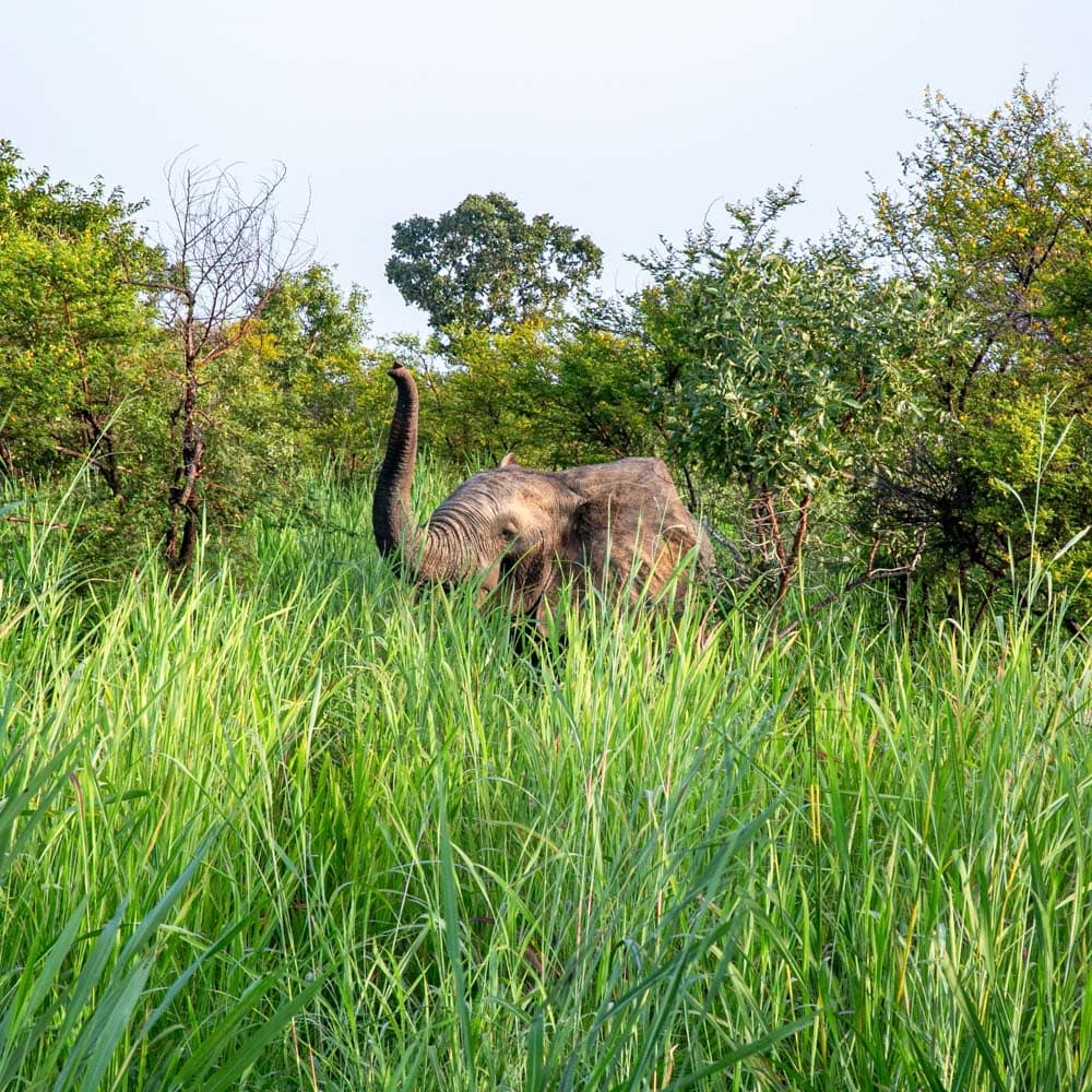 Pendjari National Park — 