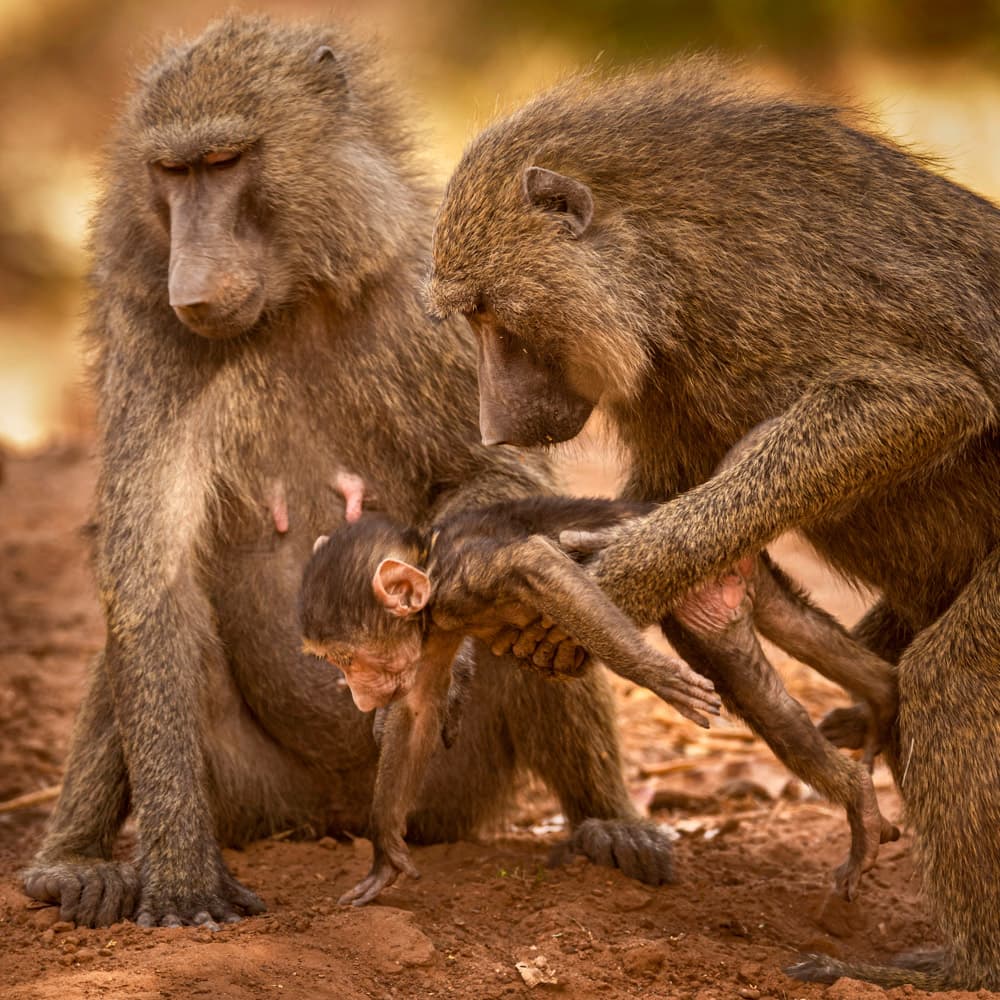 Pendjari National Park — 