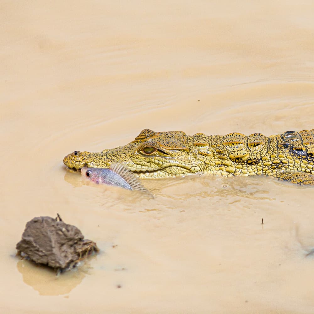 Pendjari National Park — 