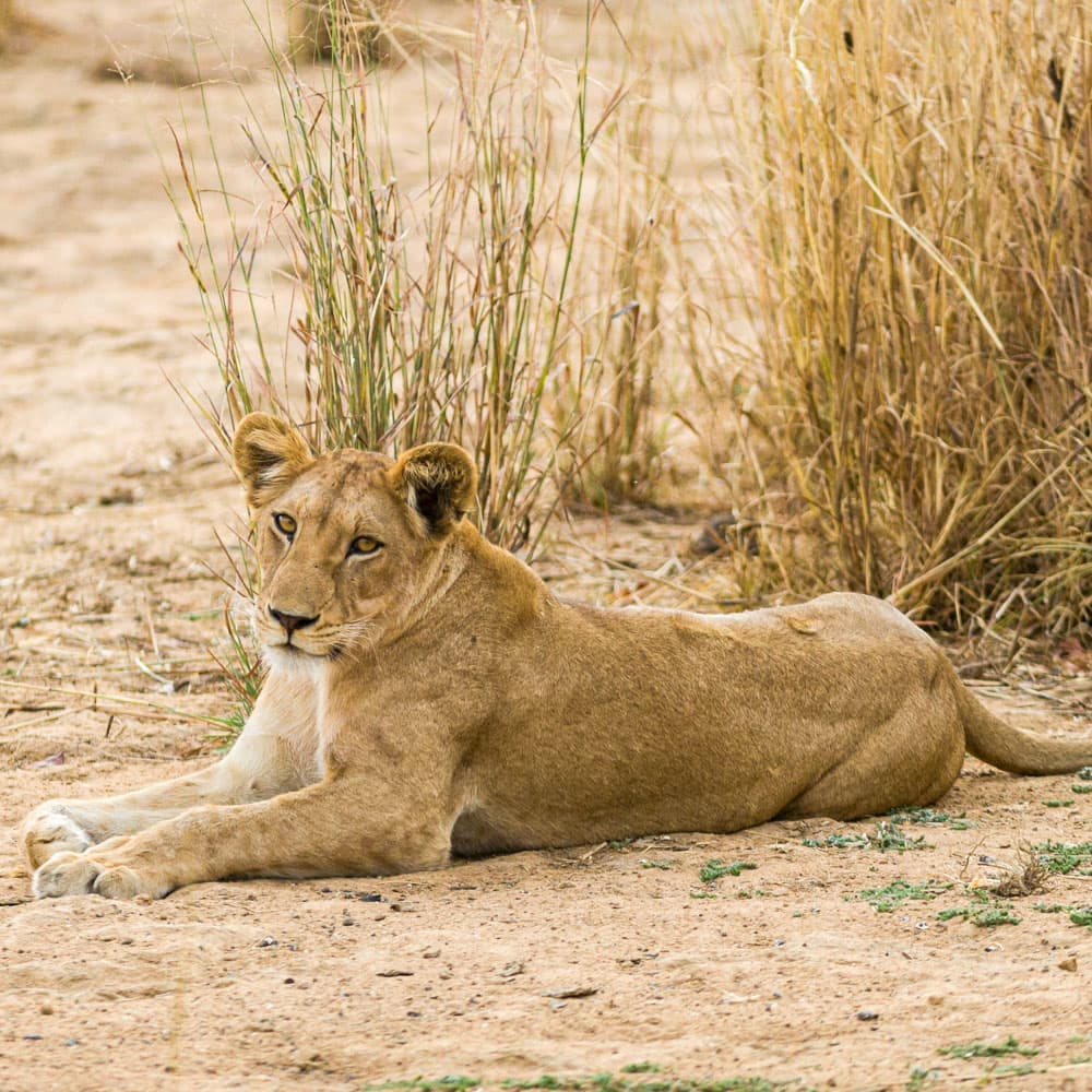 Pendjari National Park — 