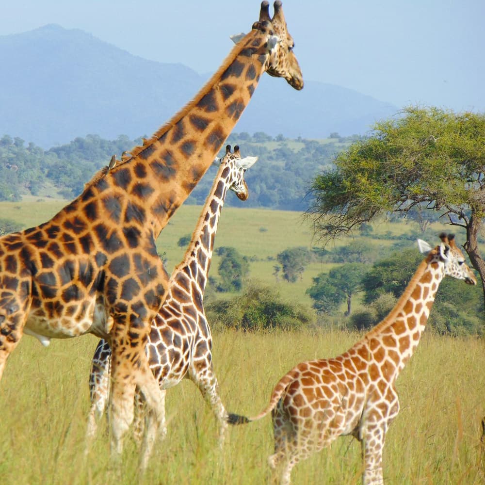 Apoka Safari Lodge — 