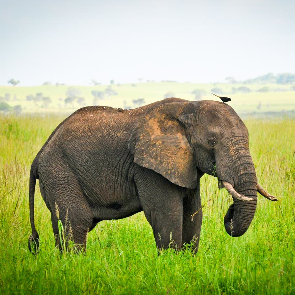 Apoka Safari Lodge — 