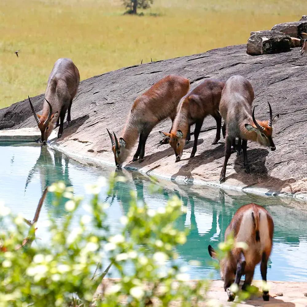 Apoka Safari Lodge — 