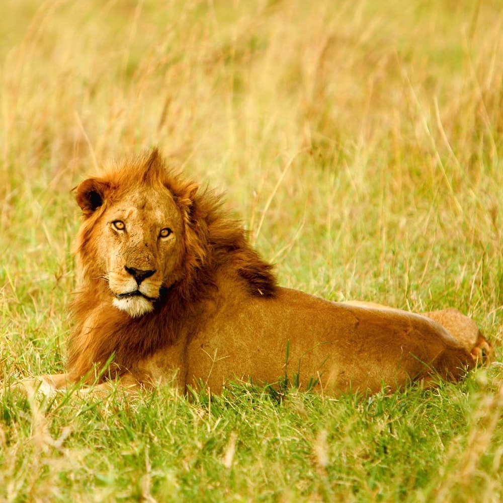 Apoka Safari Lodge — 