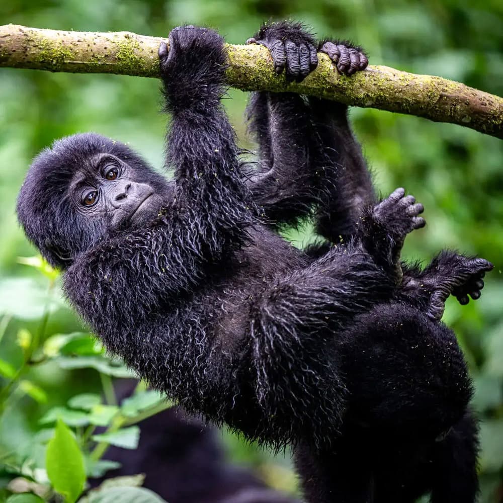 Clouds Mountain Gorilla Lodge — Uganda, Africa