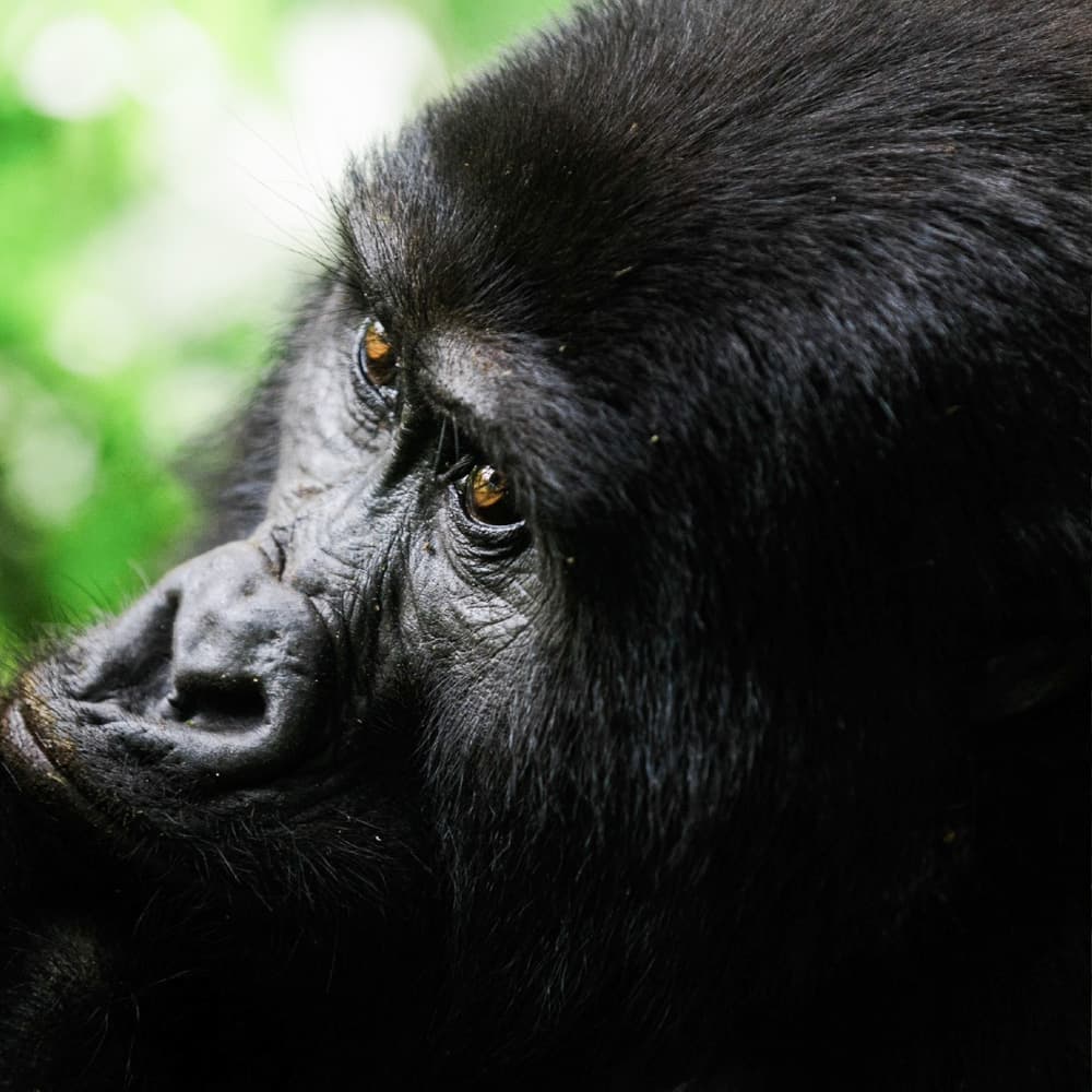 Clouds Mountain Gorilla Lodge — 
